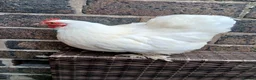 Chickens poultry for sale: 1 pekin Cockerell and 3 hens  - Advert 4