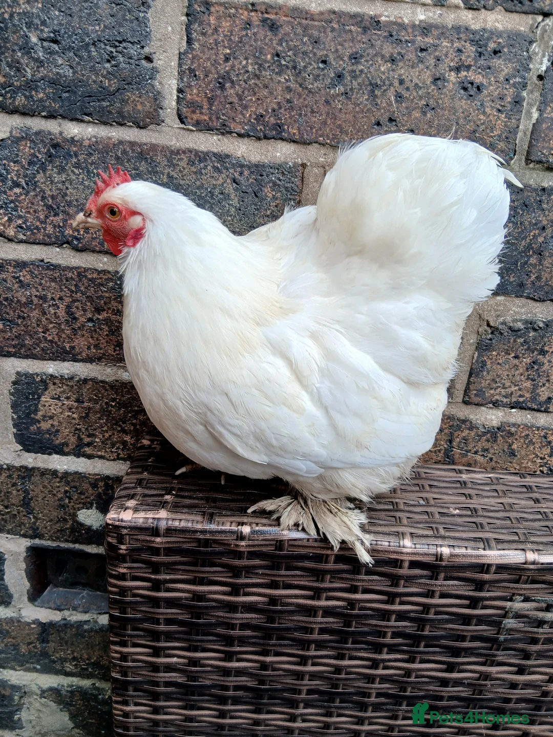 Chickens poultry for sale: 1 pekin Cockerell and 3 hens  - Advert 4