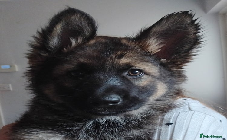 German Shepherd dogs - Advert 1
