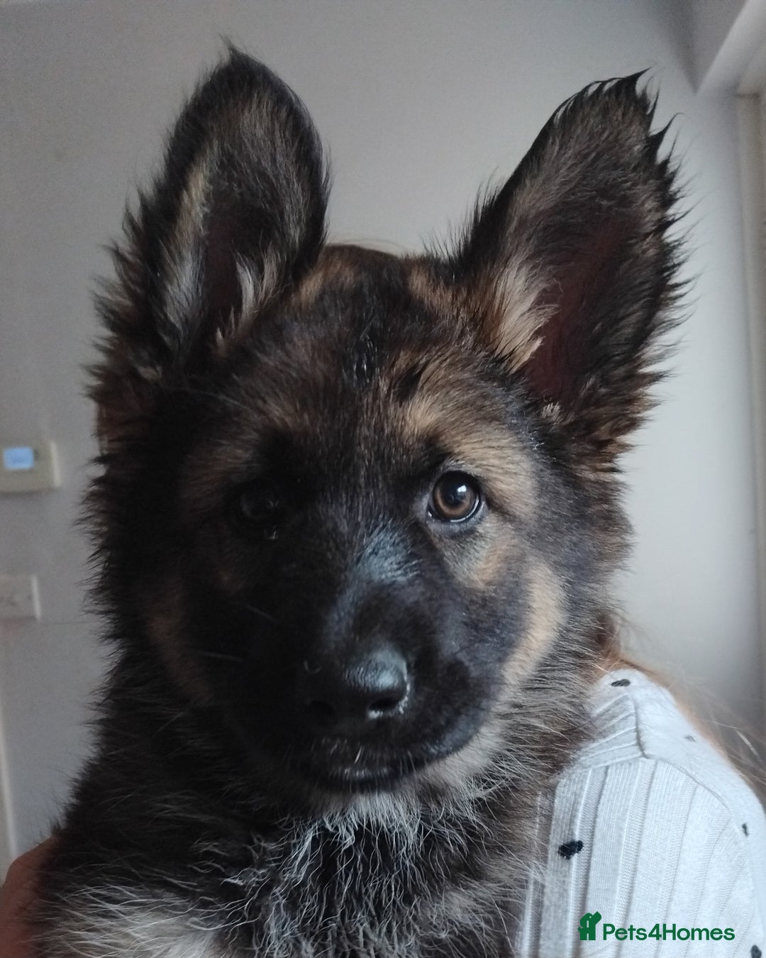 German Shepherd dogs for sale: 7 Beautiful German shepherd puppies 🐶 💜 🩵  - Image 1