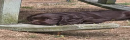 Cocker Spaniel dogs for sale: 2 Lovely chocolate cocker spaniel puppies for sale - Advert 4