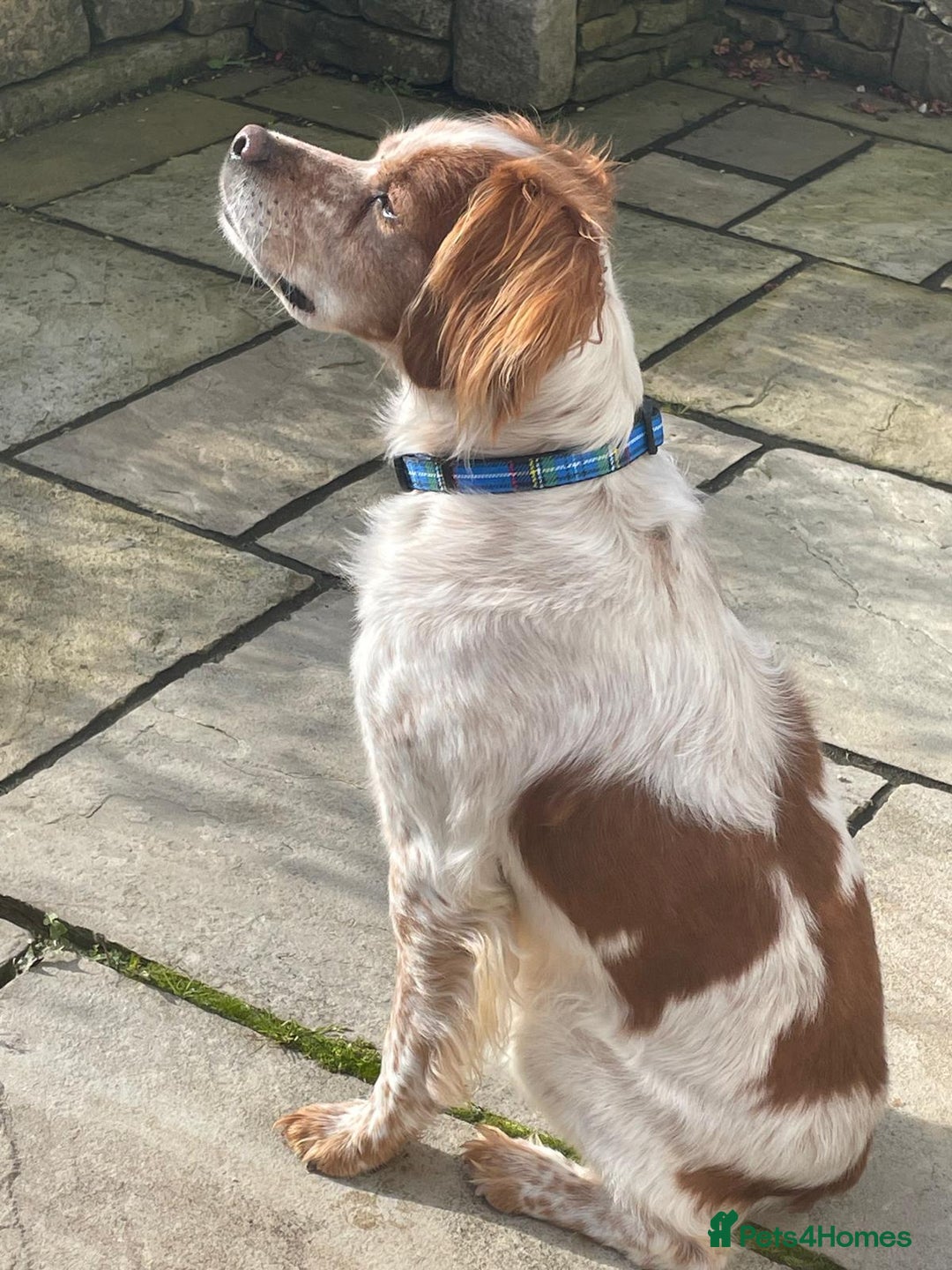 Brittany Spaniel dogs for adoption: Cronos a wonderful Brittany - Image 6