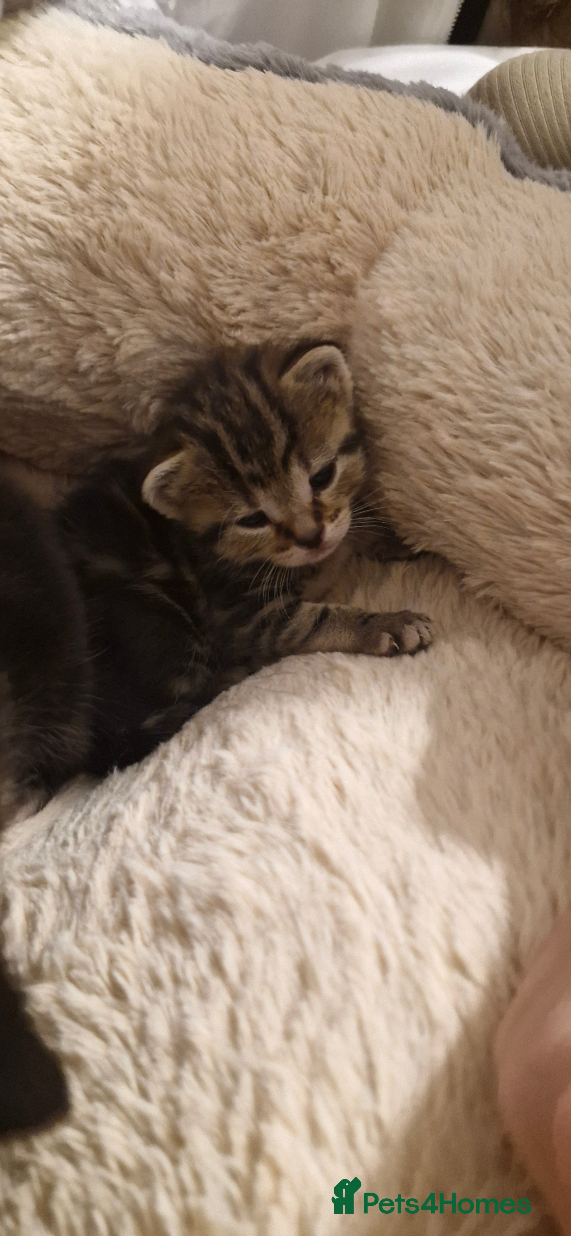 Mixed Breed cats Kittens looking for their forever homes - Advert 1