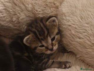 Mixed Breed cats Kittens looking for their forever homes - Advert 6