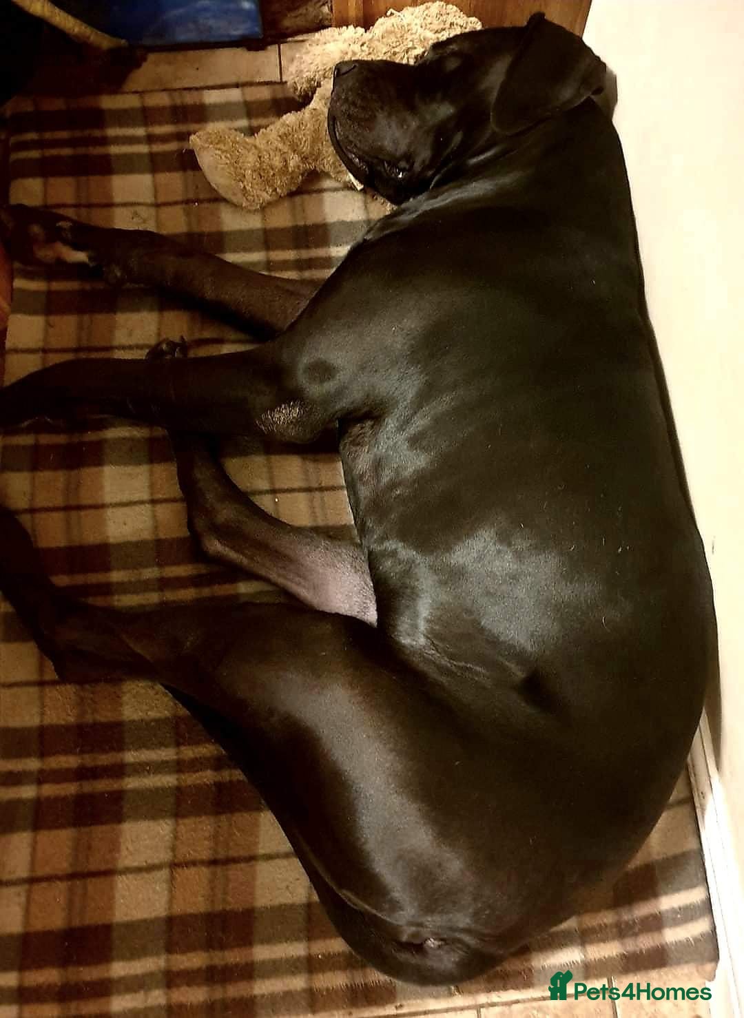 Great Dane dogs for stud: KC REG - health tested - Well proven in Wisbech - Image 6