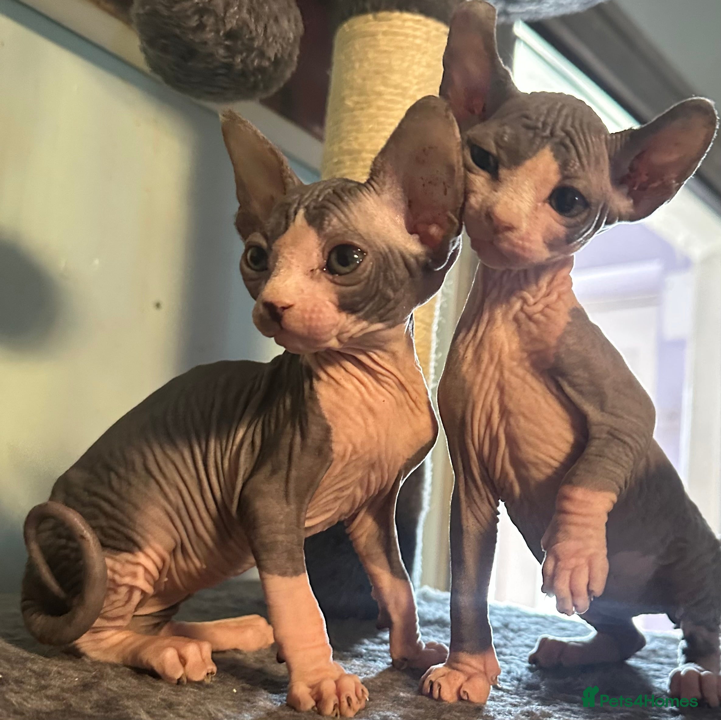 Sphynx cats Gorgeous full breed Sphynx kittens🐾 - Advert 2
