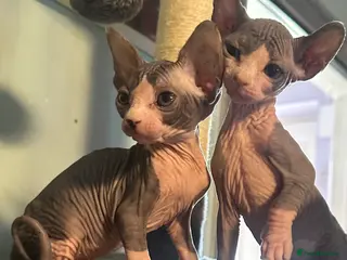 Sphynx cats Gorgeous full breed Sphynx kittens🐾 - Advert 13
