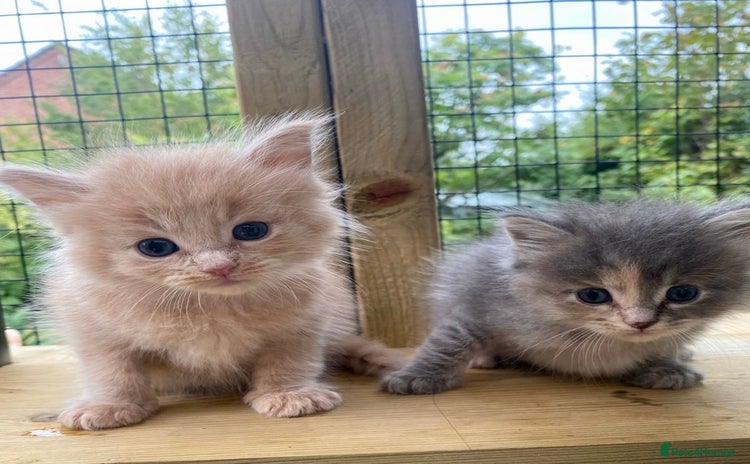Ragcoon cats - Advert 1
