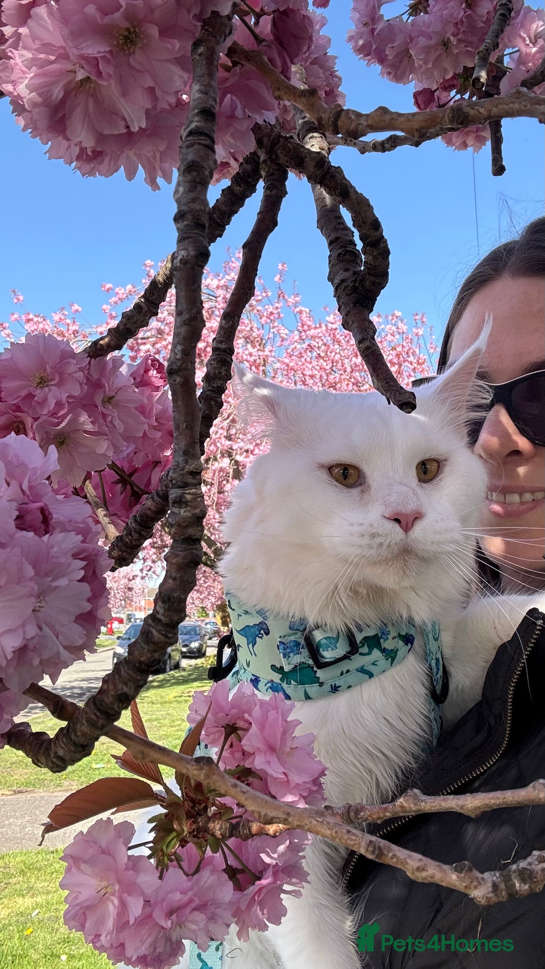 Maine Coon cats for stud: Maine Coon Male Available for Stud - Advert 7