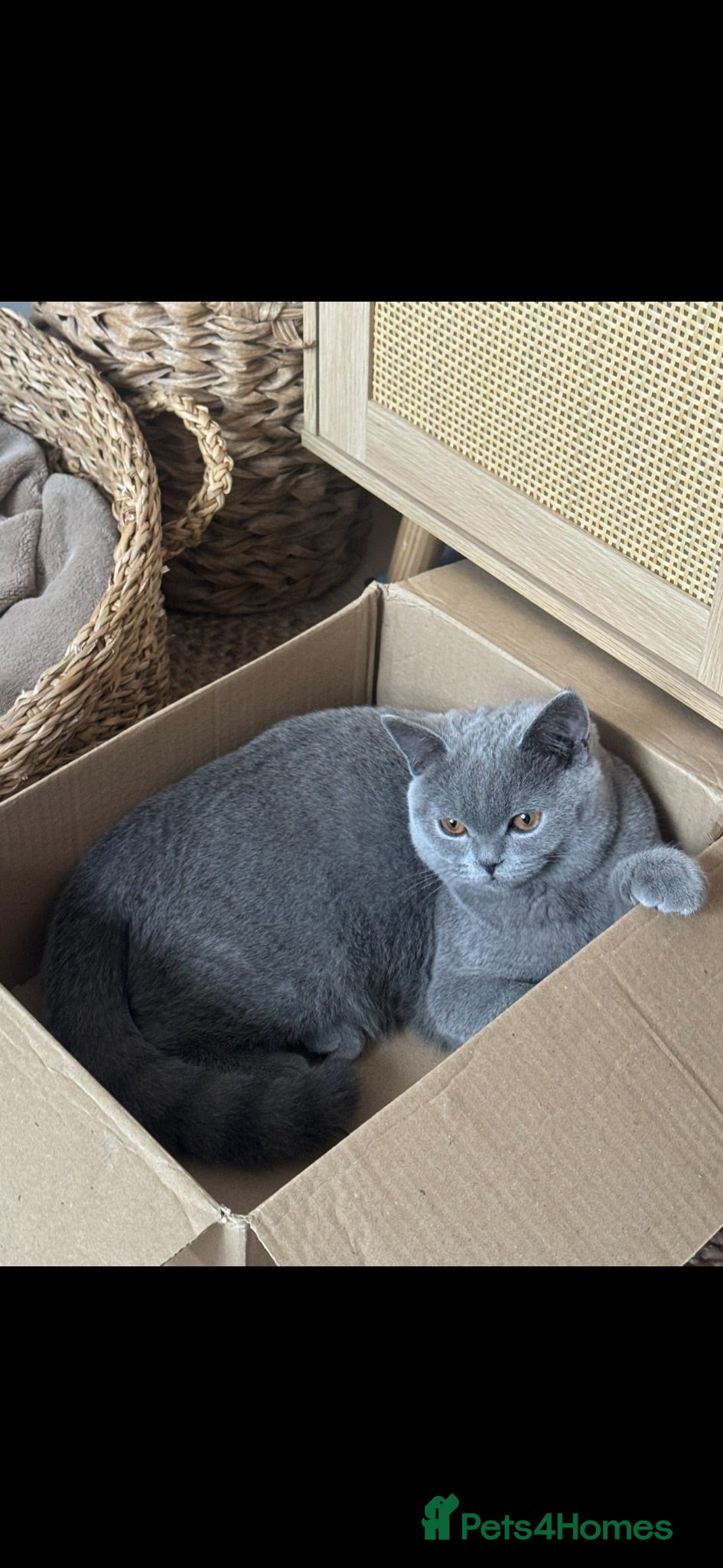 British Shorthair cats Three British Shorthair kittens - Advert 2