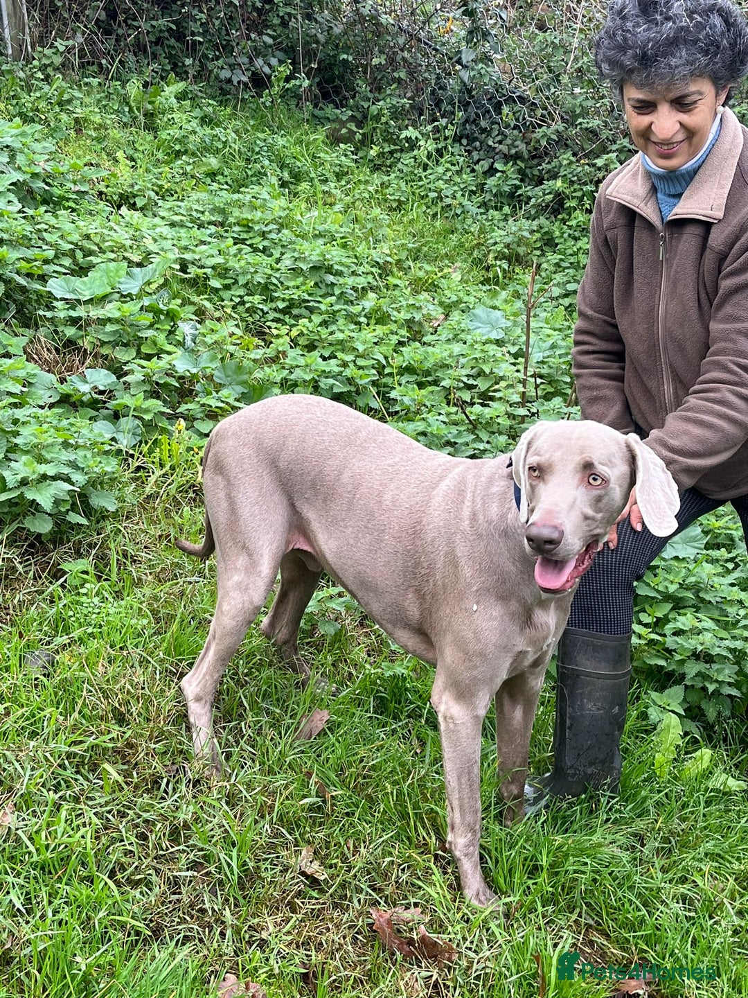 Weimaraner dogs for adoption: Thor, a handsome Weimaraner - Advert 4