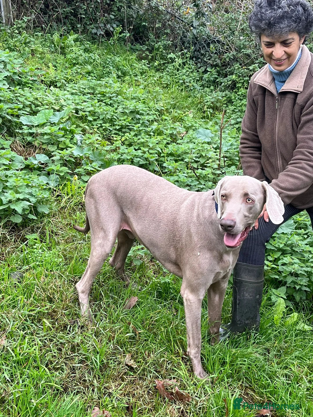 Weimaraner dogs for adoption: Thor, a handsome Weimaraner - Advert 4