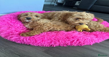 Cockapoo dogs - Advert 16