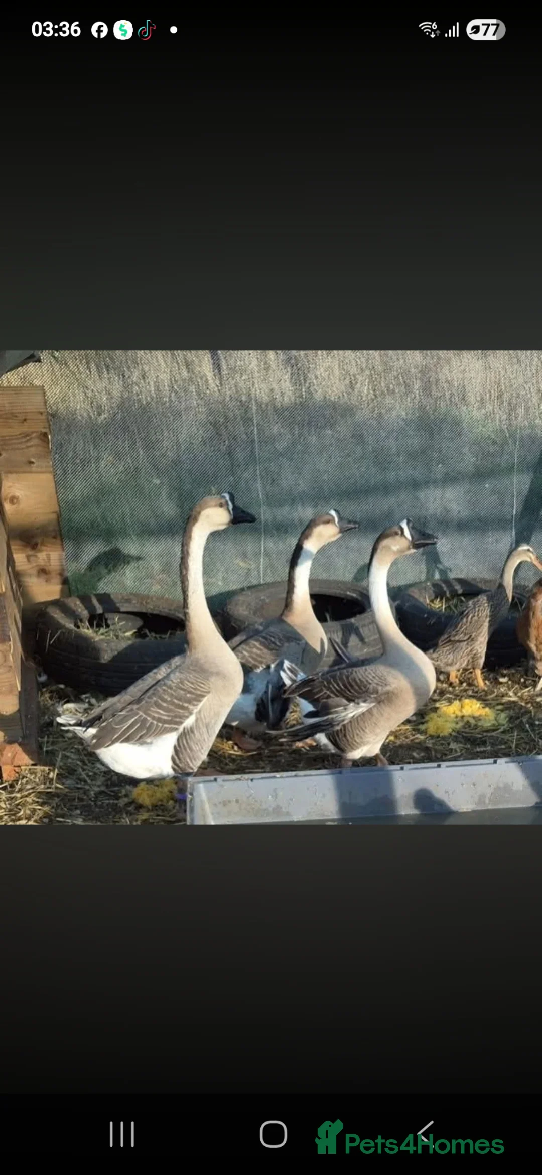 Geese poultry for sale: Trio of Chinese Geese - Advert 1