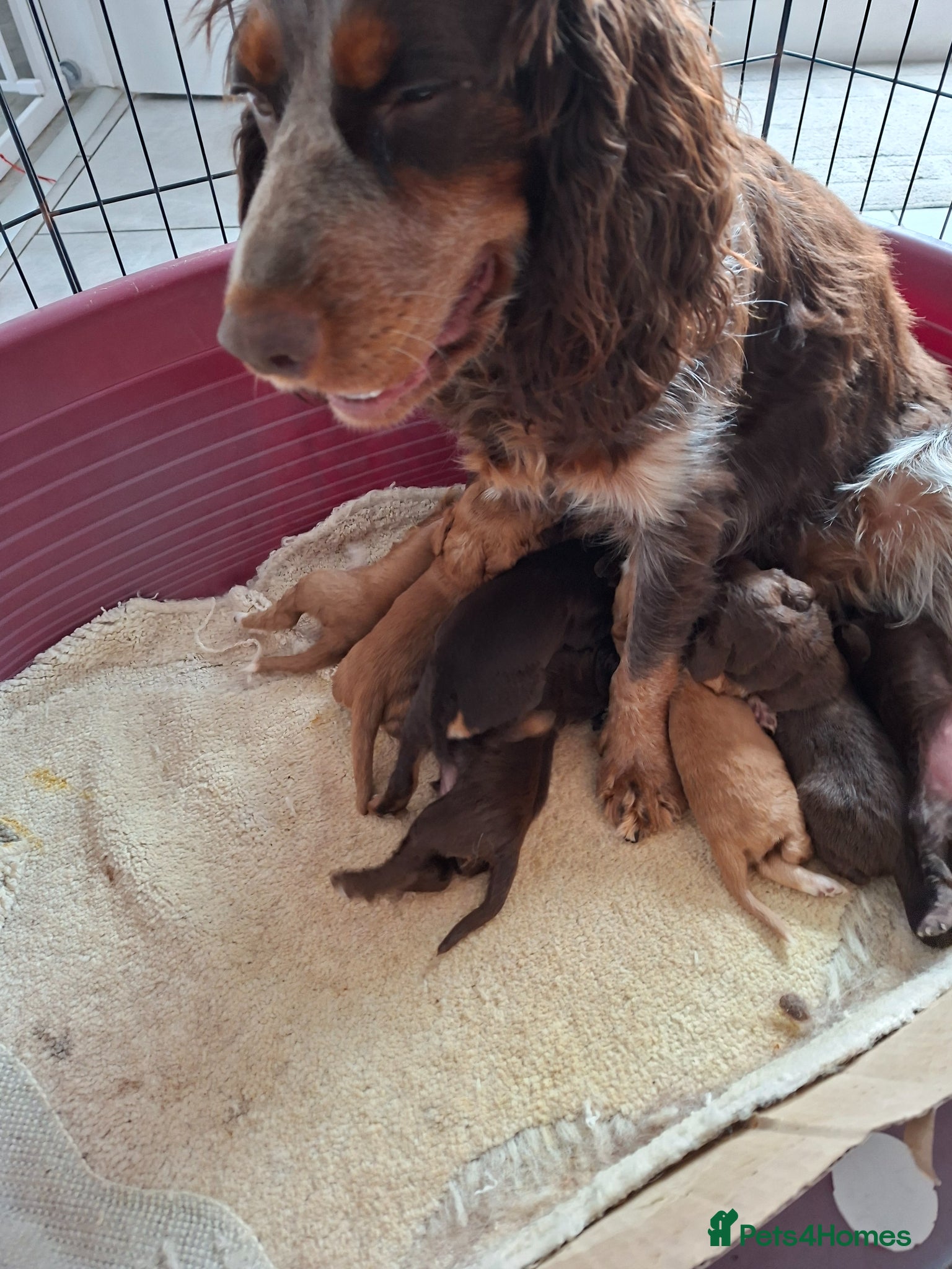 Cocker Spaniel dogs Cocker spaniel puppies  - Advert 2