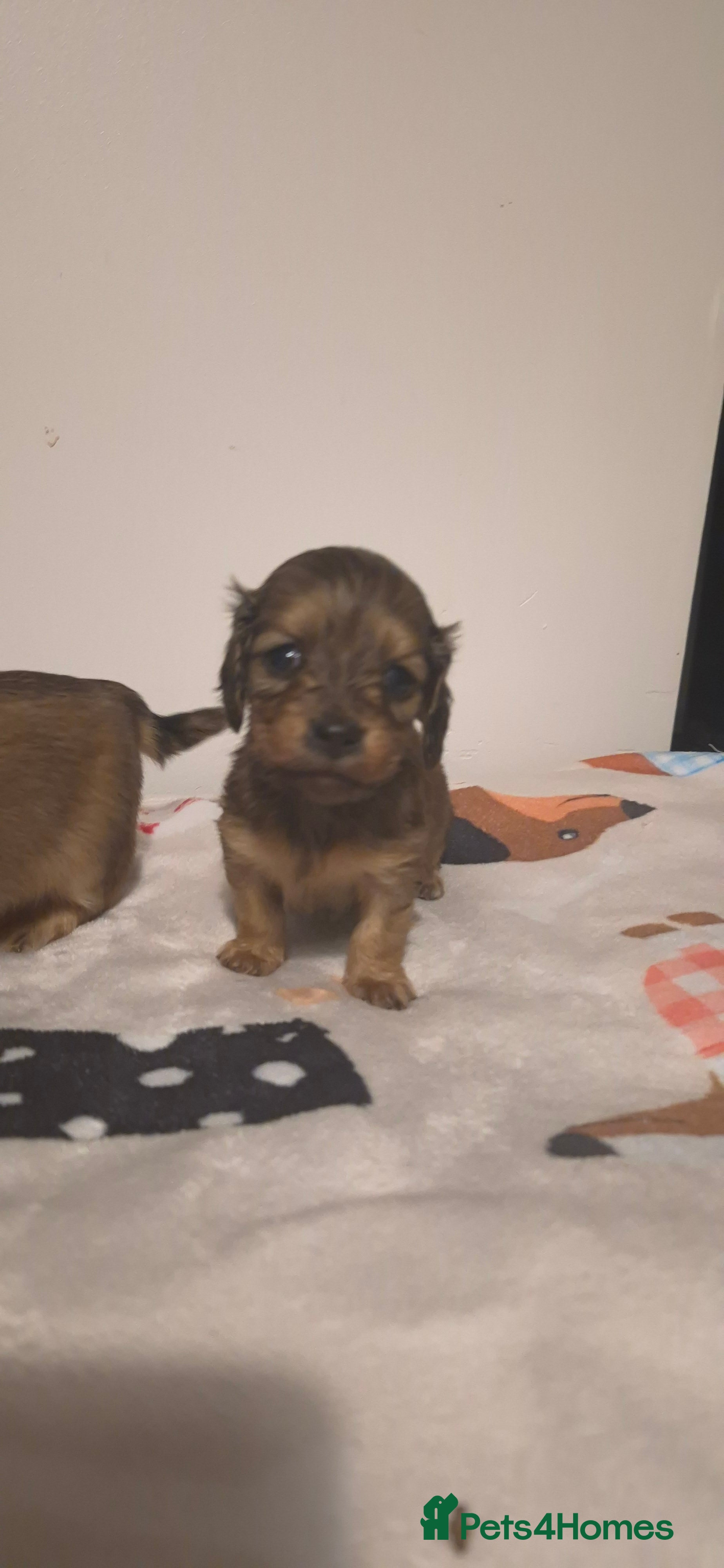 Dachshund dogs Miniature dachshund shaded cream 1 girl left - Advert 3