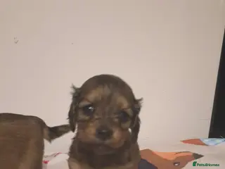 Dachshund dogs Miniature dachshund shaded cream 1 girl left - Advert 3