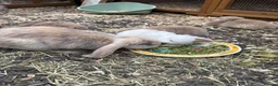 French Lop rabbits for sale: Beautiful French lop rabbits  - Advert 8