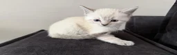 Ragdoll cats for sale: Ragdoll kittens in Wakefield - Advert 3