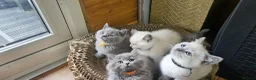 British Shorthair cats for sale: Colourpont bsh - Advert 4