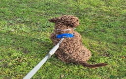 Cockapoo dogs for sale: Cockapoo for Sale - Image 5