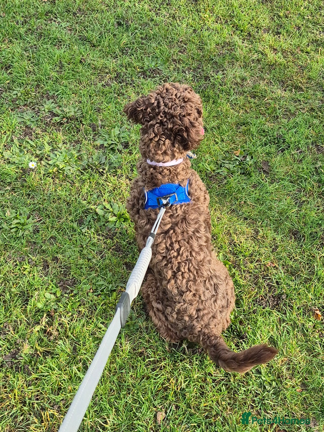 Cockapoo dogs for sale: Cockapoo for Sale - Image 5