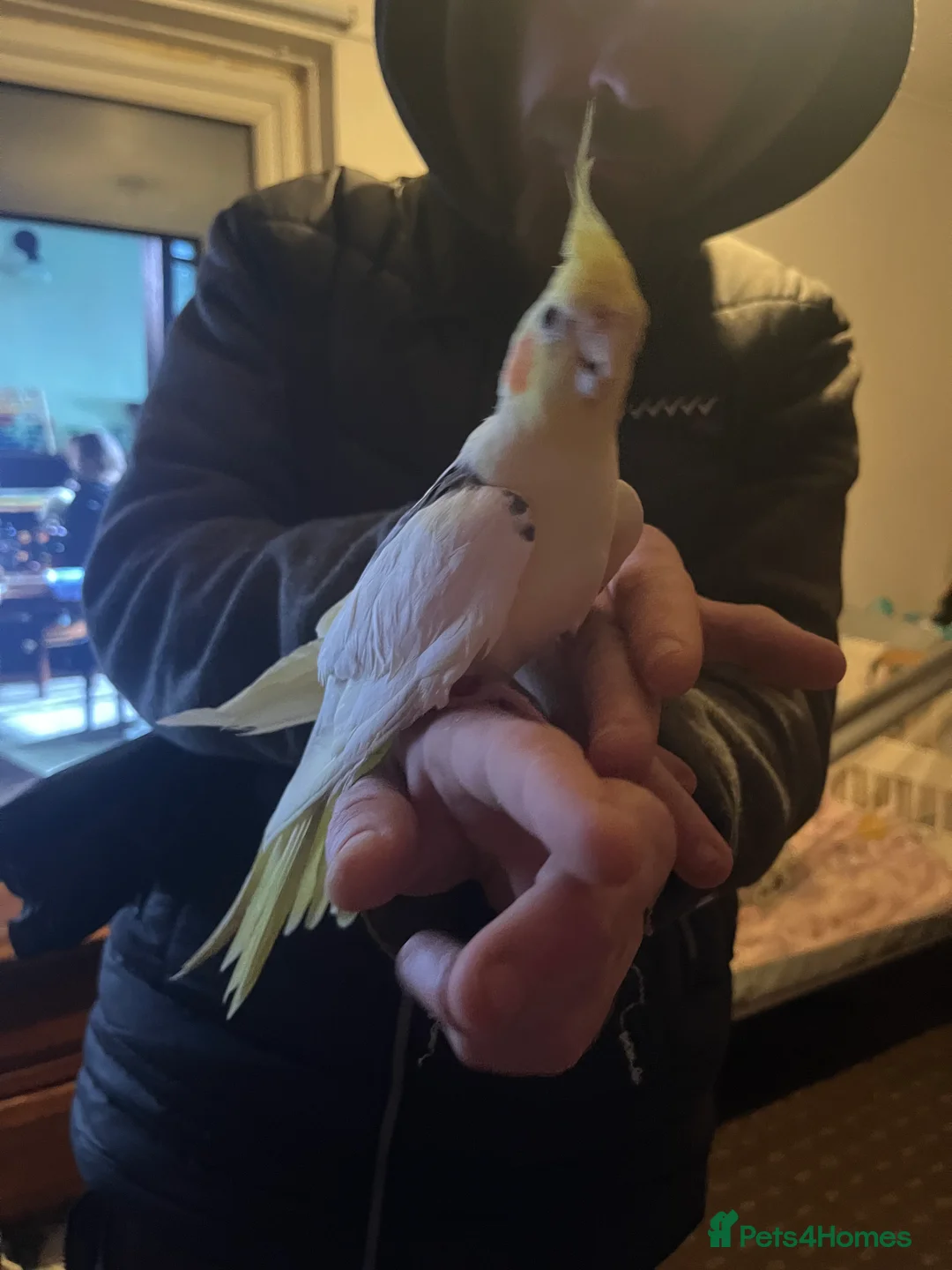 Cockatiels birds for sale: Hand tame cockatiels  - Advert 7