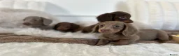 Miniature Dachshund dogs for sale: ✨MINI DACHSHUNDS ✨BOTH PARENTS KC✨ - Advert 20