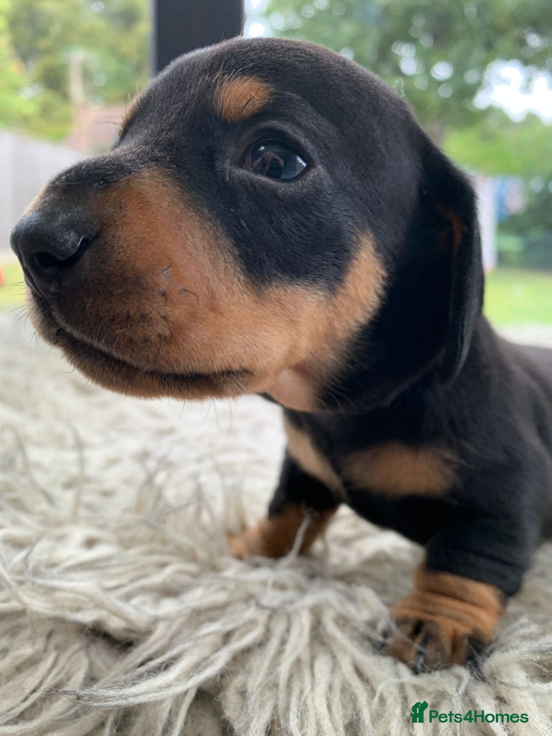 Miniature Dachshund dogs for sale: Quality KC Miniature Dachshund Puppies - Image 18