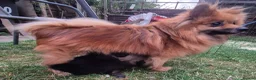 Pomeranian dogs for sale: Little pomeranian puppies  - Advert 18