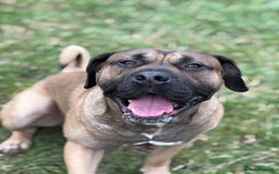 Presa Canario dogs for stud: beautiful presa canario for stud  - Image 5
