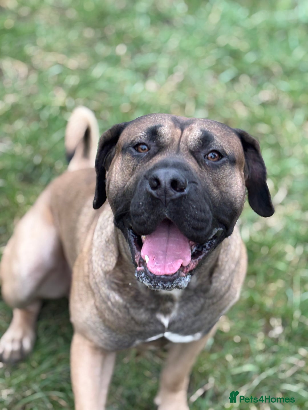 Presa Canario dogs for stud: beautiful presa canario for stud  - Image 5