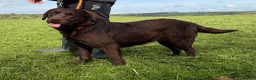 Labrador Retriever dogs for sale: Adult Bitch - Quality KC Chocolate Labrador  - Advert 9