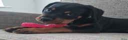 Rottweiler dogs for sale: Quality KC Rottweilers - Advert 16