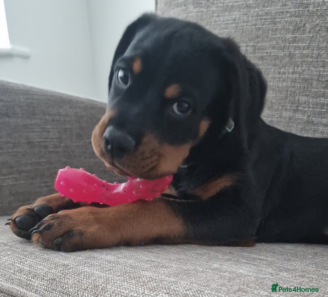 Rottweiler dogs for sale: Quality KC Rottweilers - Advert 16