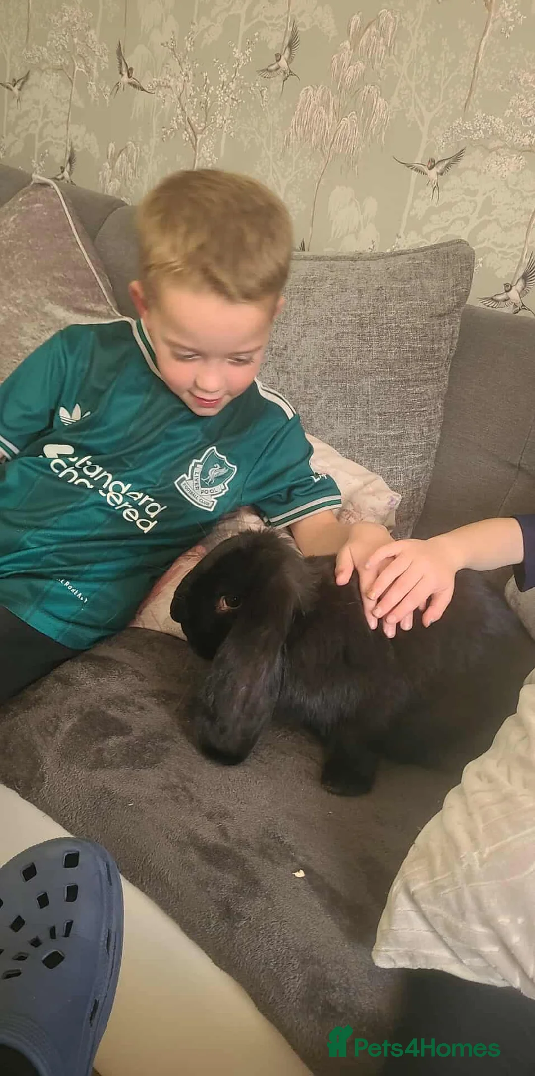French Lop rabbits for sale: Giant french lops  - Advert 2