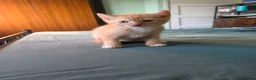 Sphynx cats for sale: Sphynx / Devon Rex Mix Kittens Ready Homes - Advert 4