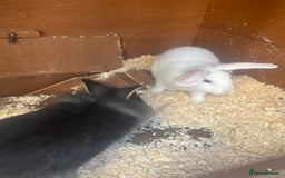 Mini Lion Lop rabbits for sale: Baby bunnies mini lion lops ready now  - Image 36