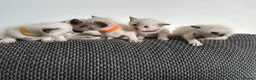 Siamese cats for sale: 4 Beautiful female siamese kittens available - Advert 12