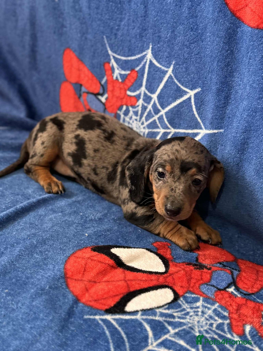 Miniature Dachshund dogs for sale: Miniature dachshund  - Advert 10