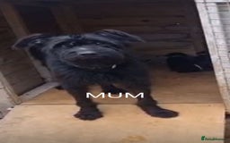 Mixed Breed dogs for sale: Mixed giant schnauzer x rottweiler puppies - Image 3