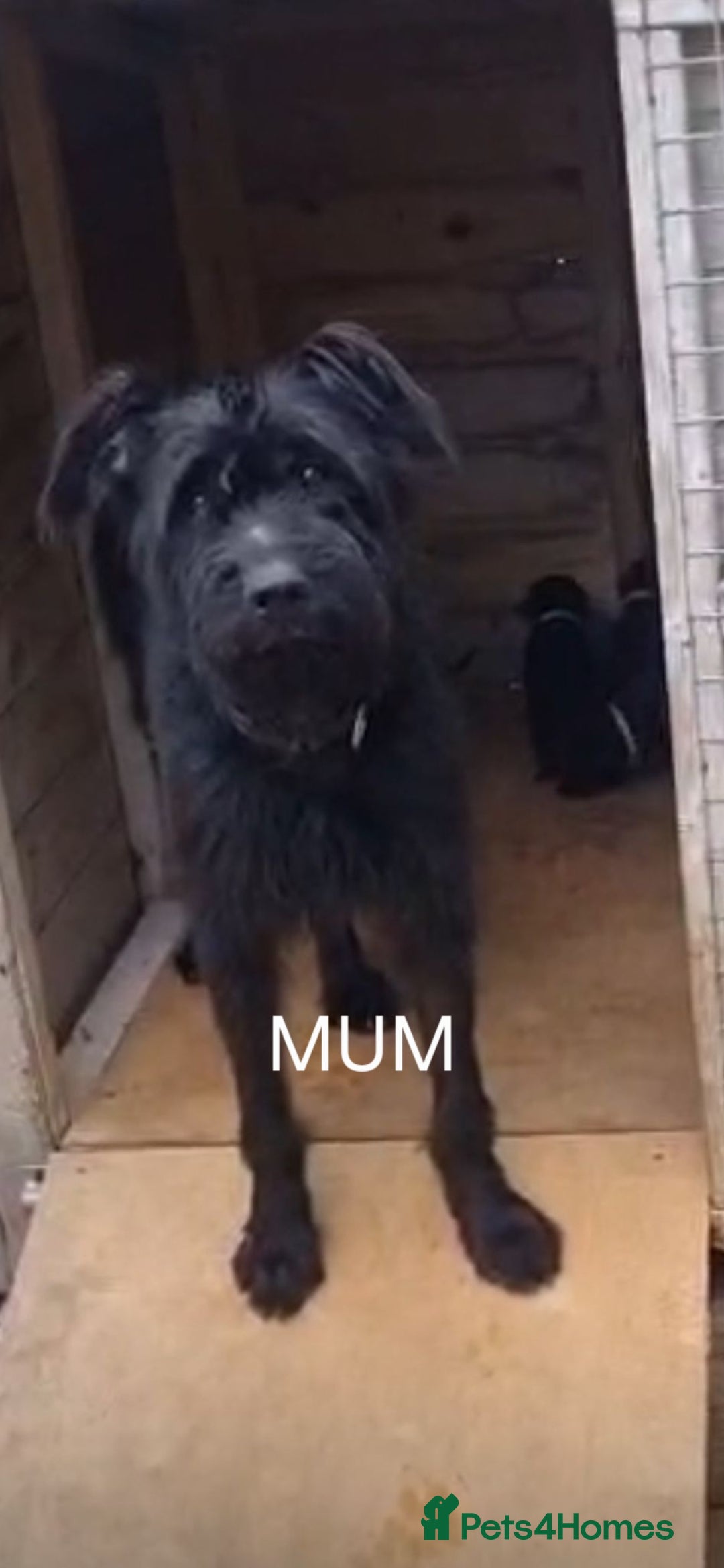 Mixed Breed dogs for sale: Mixed giant schnauzer x rottweiler puppies - Image 3