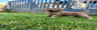 Cockapoo Puppy 3