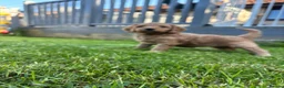 Cockapoo dogs for sale: Cockapoo puppies  - Advert 12