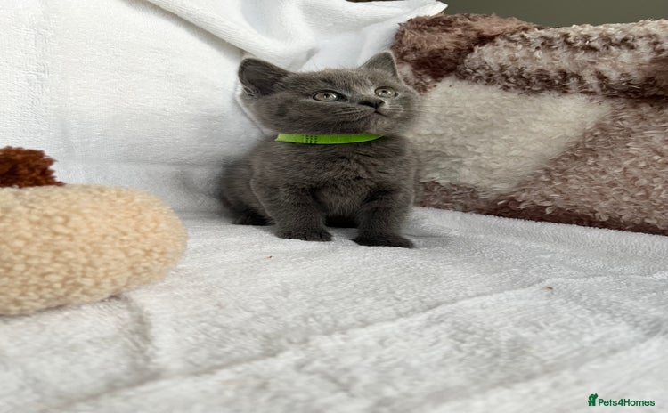 Mixed Breed cats - Advert 4