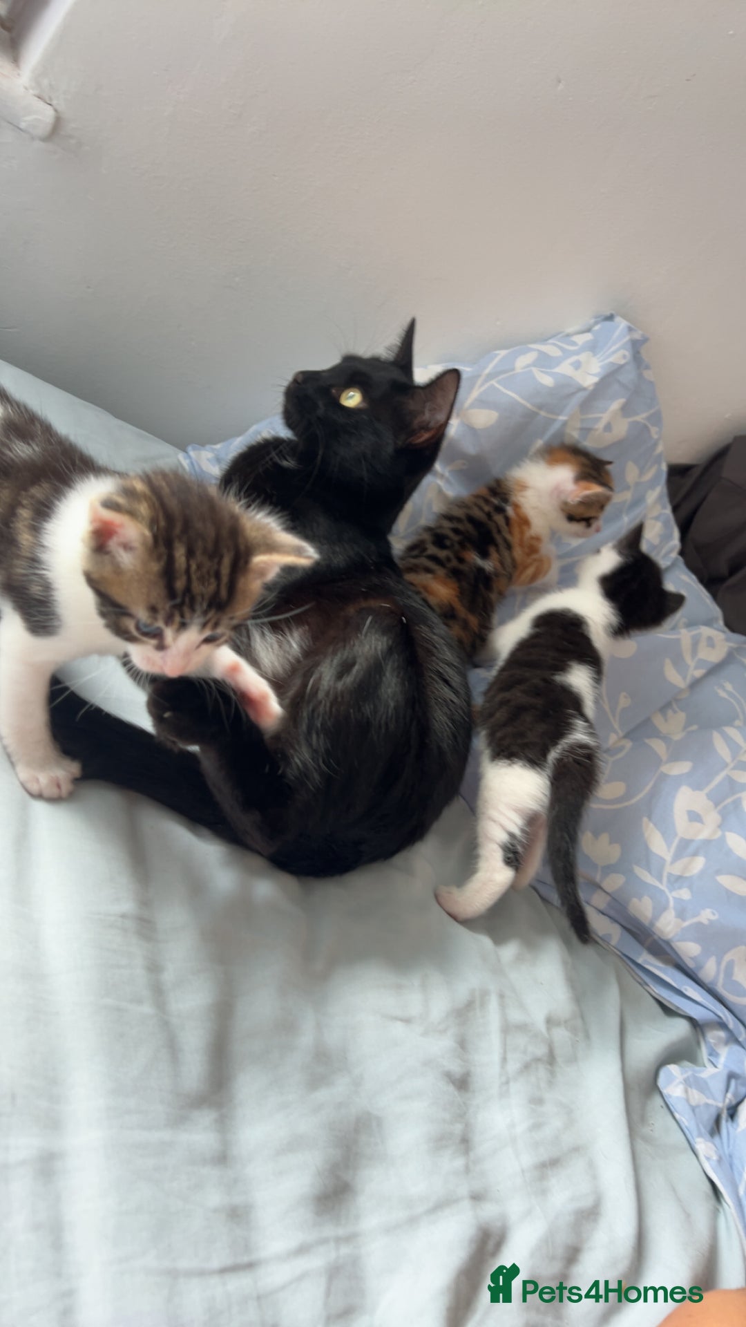 Domestic Shorthair cats for sale: 3 kittens for sale. 2 boys one girl - Image 9