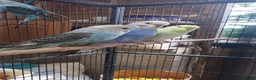 Budgerigars birds for sale: Male Baby Budgies for Sale - Advert 5