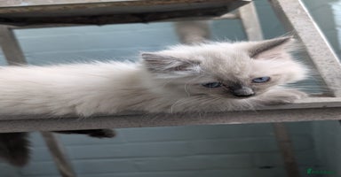 Ragdoll cats - Advert 5