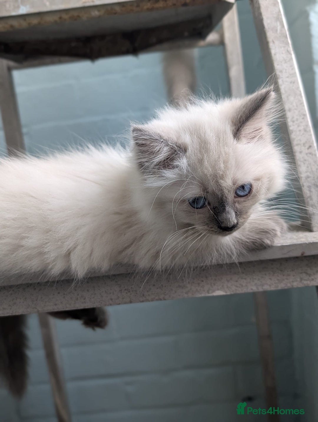 Ragdoll cats for sale: ** 1 last stunning ragdoll kitten available** - Image 2