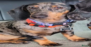 Dachshund dogs - Advert 8